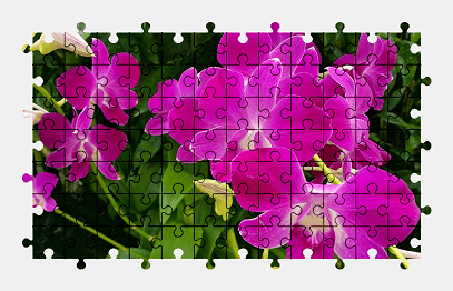 Jigsaw puzzle online pink,orchid,flower,nature,colorful