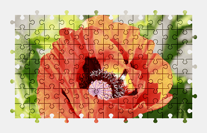 Jigsaw puzzle online poppy,flower,plant,nature,colorful