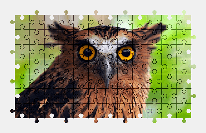 Jigsaw puzzle online owl,bird,animal,colorful