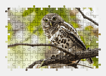 Jigsaw puzzle online owl,bird,animal,nature,colorful
