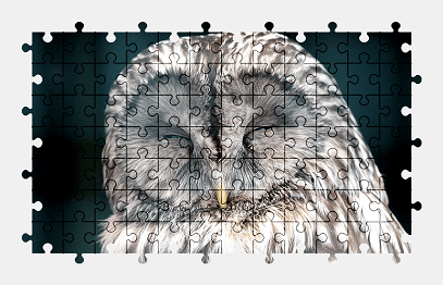 Jigsaw puzzle online owl,bird,animal