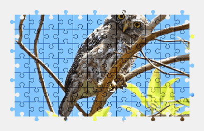 Jigsaw puzzle online owl,bird,animal,wildlife