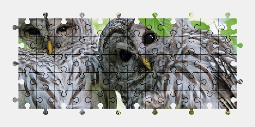 Jigsaw puzzle online owl,bird,animal,colorful