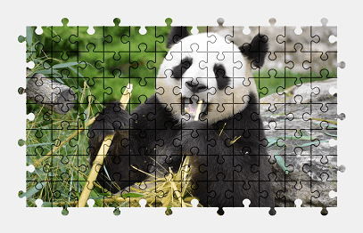 Jigsaw puzzle online panda,animal,bear,colorful