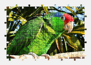 Jigsaw puzzle online green,parrot,bird,animal,colorful