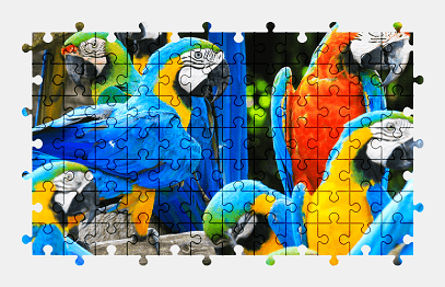 Jigsaw puzzle online parrot,bird,animal,colorful,color