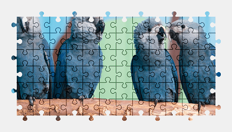 Jigsaw puzzle online parrot,bird,animal,colorful