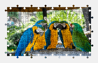 Jigsaw puzzle online parrot,bird,animal,colorful