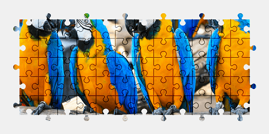 Jigsaw puzzle online parrot,bird,animal,colorful