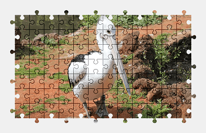 Jigsaw puzzle online pelican,bird,animal,nature