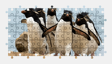 Jigsaw puzzle online penguin,animal,nature