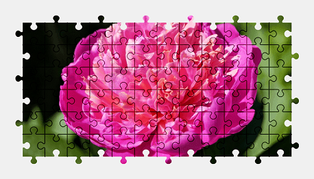 Jigsaw puzzle online peony,flower,nature