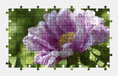 Jigsaw puzzle online peony,flower,nature