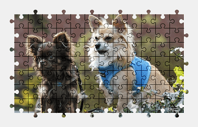 Jigsaw puzzle online chihuahua,dog,animal,pet,nature