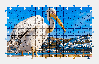 Jigsaw puzzle online pelican,bird,animal,colorful