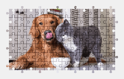 Jigsaw puzzle online golden-retriever,british-shorthair,dog,cat,pet,animal,colorful