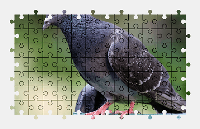 Jigsaw puzzle online pigeon,bird,animal