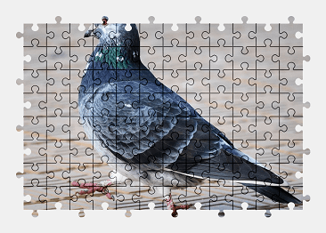 Jigsaw puzzle online pigeon,bird,animal