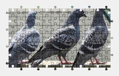 Jigsaw puzzle online pigeon,bird,animal