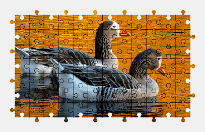 Jigsaw puzzle online goose,bird,animal,water,colorful