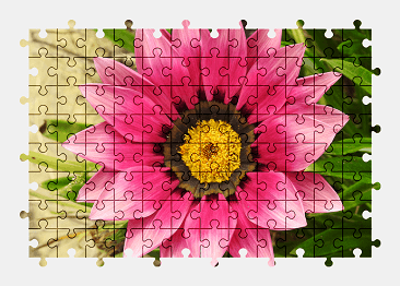 Jigsaw puzzle online pink,gazania,flower,colorful,nature
