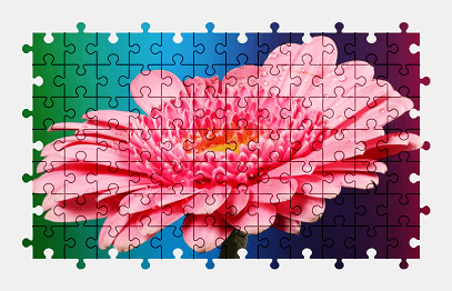 Jigsaw puzzle online pink,gerbera,flower,colorful