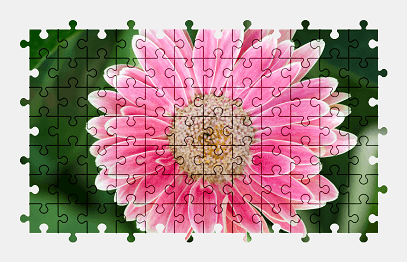 Jigsaw puzzle online pink,gerbera,flower,nature,colorful