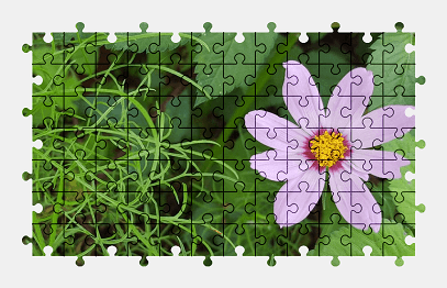 Jigsaw puzzle online pink,cosmos,flower,plant,nature,colorful