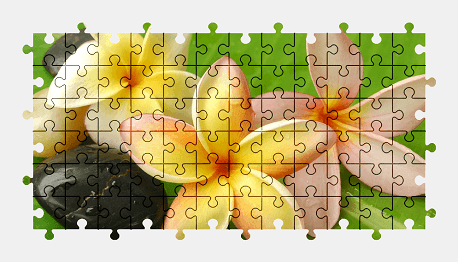 Jigsaw puzzle online plumeria,flower,nature,colorful