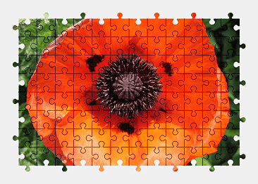 Jigsaw puzzle online poppy,flower,blossom,bloom,summer,nature,colorful