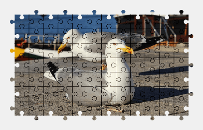 Jigsaw puzzle online seagull,bird,gull,animal