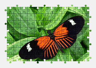 Jigsaw puzzle online butterfly,animal,nature,plant,colorful