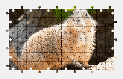 Jigsaw puzzle online animal,nature,colorful