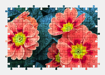 Jigsaw puzzle online primrose,flower,blossom,bloom,spring,nature,colorful