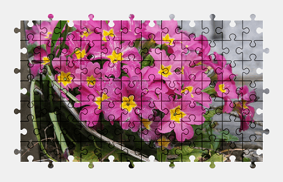 Jigsaw puzzle online flower,nature,primrose,colorful