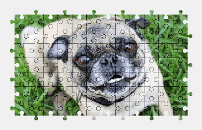 Jigsaw puzzle online dog,animal,pet,cute,funny