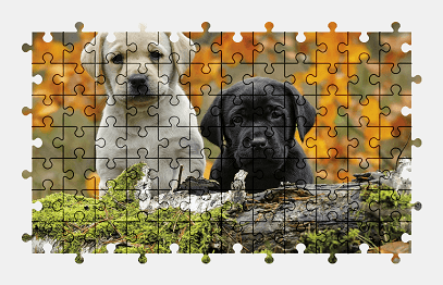 Jigsaw puzzle online puppy,dog,animal,cute,colorful