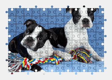 Jigsaw puzzle online puppy,dog,animal,cute,colorful