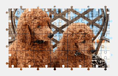 Jigsaw puzzle online poodle,puppy,dog,pet,animal,colorful