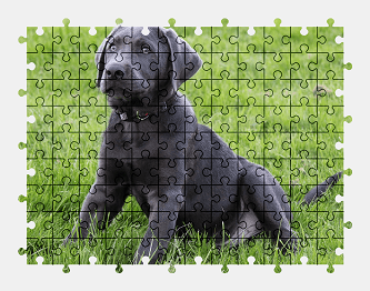 Jigsaw puzzle online black,puppy,dog,labrador,pet,cute,animal,grass
