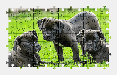 Jigsaw puzzle online black,puppy,dog,cute,animal,grass,colorful