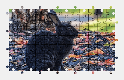 Jigsaw puzzle online black,rabbit,cute,animal,wildlife,nature,colorful
