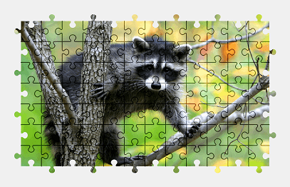 Jigsaw puzzle online raccoon,animal,colorful,tree,nature