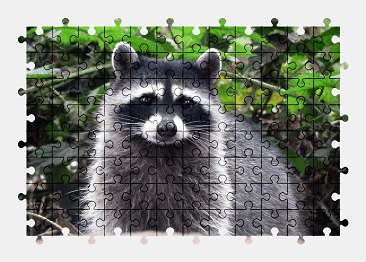 Jigsaw puzzle online raccoon,animal