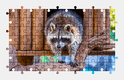Jigsaw puzzle online raccoon,animal,colorful
