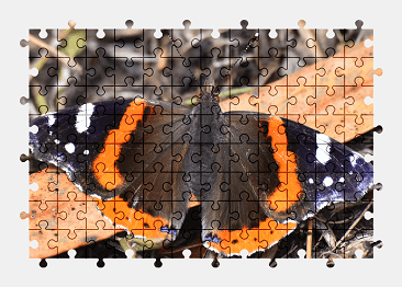 Jigsaw puzzle online butterfly,animal,nature,colorful