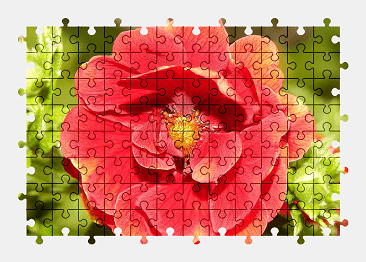Jigsaw puzzle online red,flower,garden,blossom,bloom,nature,colorful