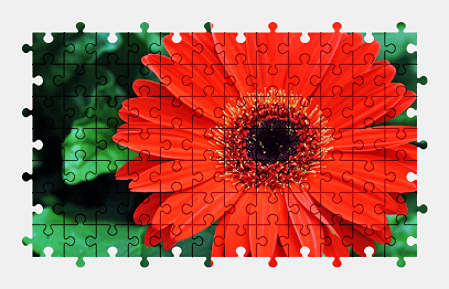 Jigsaw puzzle online red,gerbera,flower,nature,colorful