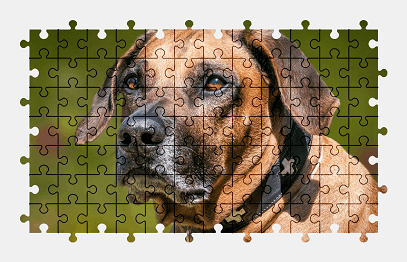 Jigsaw puzzle online dog,animal,pet