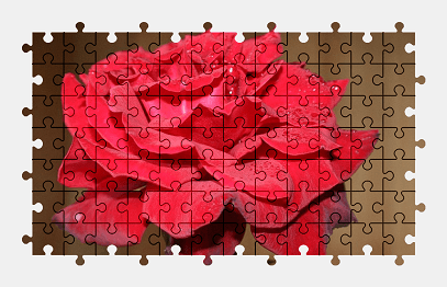 Jigsaw puzzle online red,rose,flower